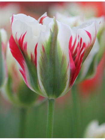  Лале (Tulipa 'Flaming Springgreen') T50